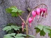 Dicentra spectabilis